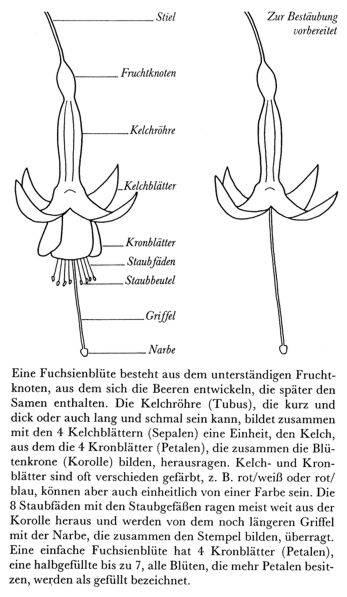 zuechtung_2.jpg