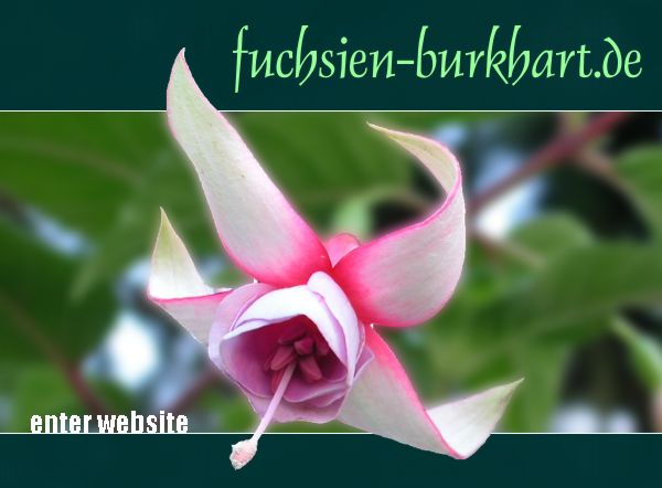 [ ENTER - fuchsien-burkhart.de ]