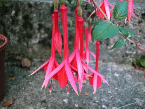 Mantilla
