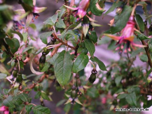 F.excorticata