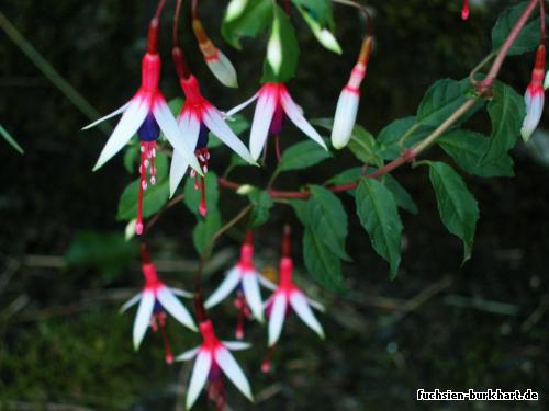 F. magellanica Arauco