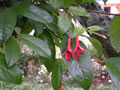 F.regia ssp. serrae Hoya
